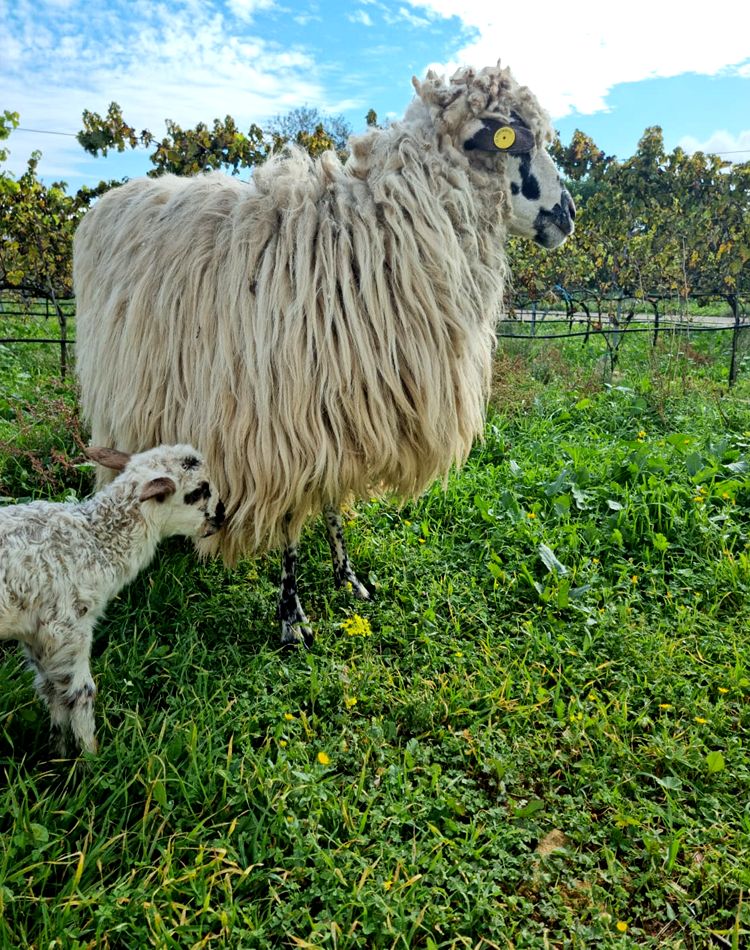 Dehesa del Zarco. Detapasconchencho