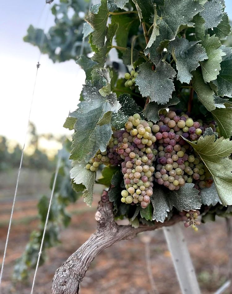 Dehesa del Zarco. Detapasconchencho